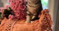 fekete-ezüst tabby fiú