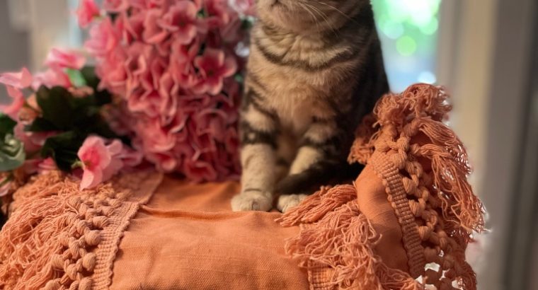 fekete-ezüst tabby fiú