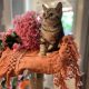 fekete-ezüst tabby fiú