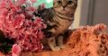 fekete-ezüst tabby fiú