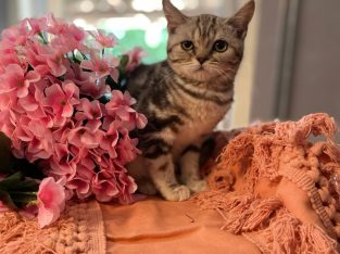fekete-ezüst tabby fiú