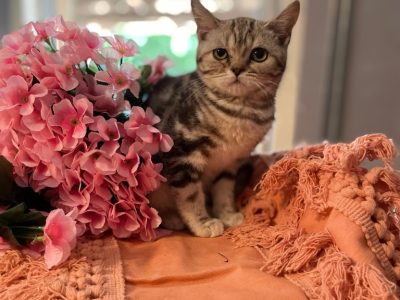 fekete-ezüst tabby fiú