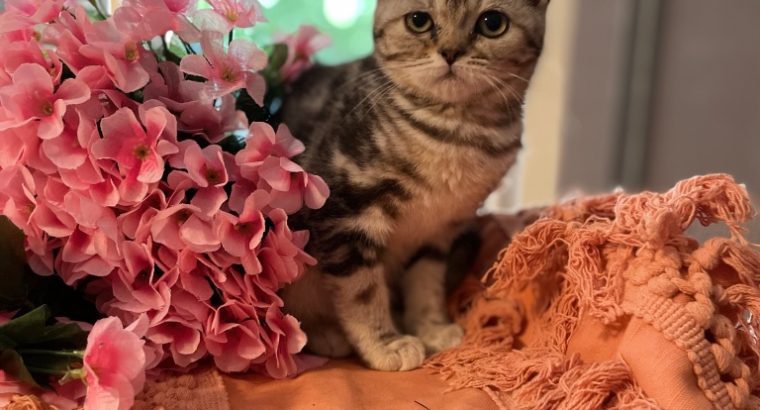 fekete-ezüst tabby fiú