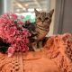 fekete-ezüst tabby fiú