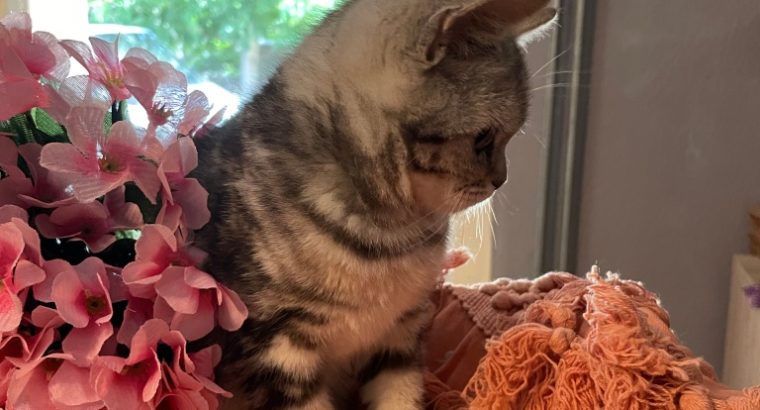 fekete-ezüst tabby fiú
