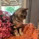 fekete-ezüst tabby fiú