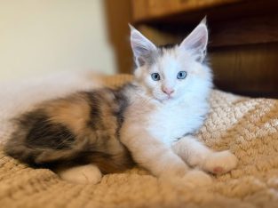 Moonlight Maeve kék szemű ❤️