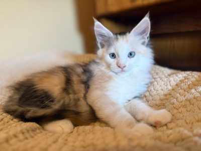 Moonlight Maeve kék szemű ❤️