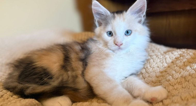 Moonlight Maeve kék szemű ❤️