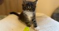 Maine Coon kandúr foglalható