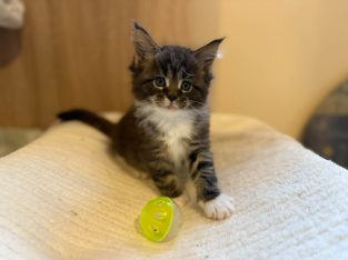 Maine Coon kandúr foglalható