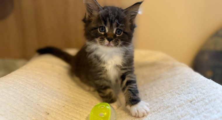 Maine Coon kandúr foglalható