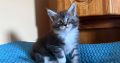 Maine Coon kandúr eladó ( Nolan )