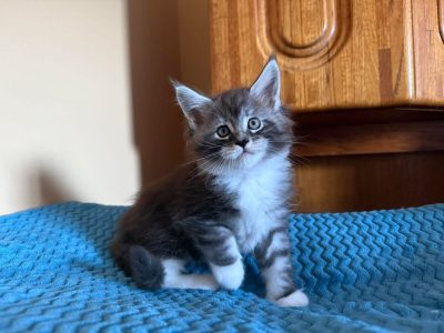 Maine Coon kandúr eladó ( Nolan )