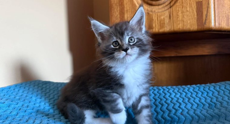 Maine Coon kandúr eladó ( Nolan )