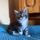 Maine Coon kandúr eladó ( Nolan )