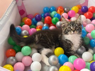 Maine Coon kandúr foglalható