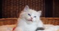 +++Jack-Daniels+++Ragdoll cica!