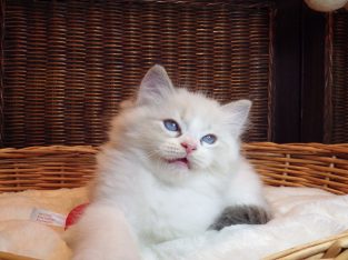 +++Jack-Daniels+++Ragdoll cica!