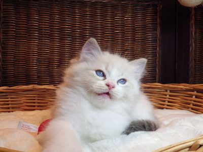 +++Jack-Daniels+++Ragdoll cica!