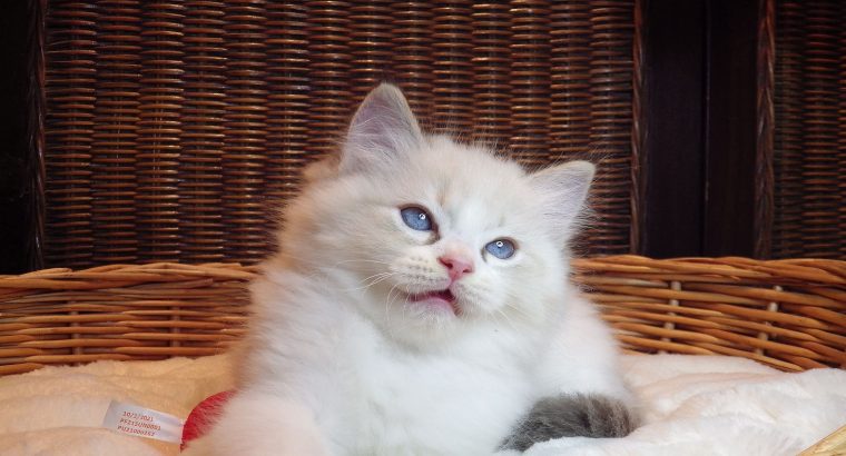 +++Jack-Daniels+++Ragdoll cica!