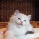 +++Jack-Daniels+++Ragdoll cica!