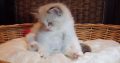 +++Jack-Daniels+++Ragdoll cica!