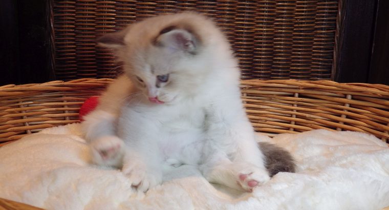 +++Jack-Daniels+++Ragdoll cica!
