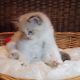 +++Jack-Daniels+++Ragdoll cica!