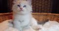 +++Jack-Daniels+++Ragdoll cica!