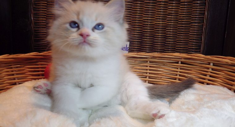 +++Jack-Daniels+++Ragdoll cica!