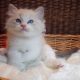 +++Jack-Daniels+++Ragdoll cica!