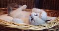 +++Jack-Daniels+++Ragdoll cica!