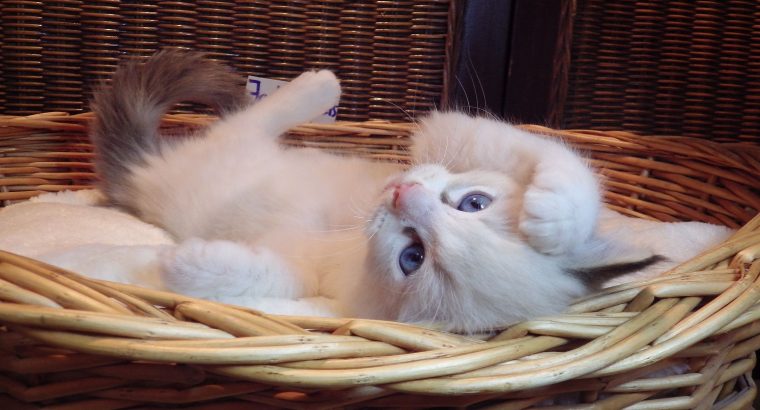 +++Jack-Daniels+++Ragdoll cica!