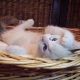 +++Jack-Daniels+++Ragdoll cica!