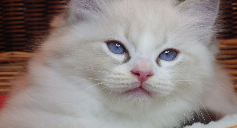 +++Jack-Daniels+++Ragdoll cica!