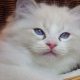 +++Jack-Daniels+++Ragdoll cica!
