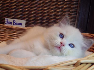 +++Jim-Beam+++ Ragdoll cica!