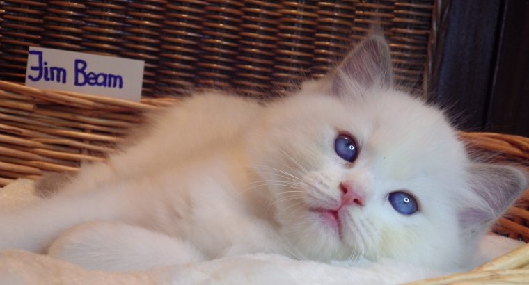 +++Jim-Beam+++ Ragdoll cica!