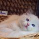 +++Jim-Beam+++ Ragdoll cica!