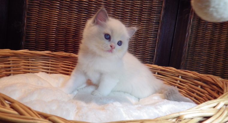 +++Jim-Beam+++ Ragdoll cica!