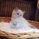 +++Jim-Beam+++ Ragdoll cica!