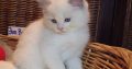 +++Jim-Beam+++ Ragdoll cica!