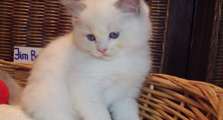 +++Jim-Beam+++ Ragdoll cica!