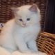 +++Jim-Beam+++ Ragdoll cica!