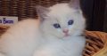 +++Jim-Beam+++ Ragdoll cica!