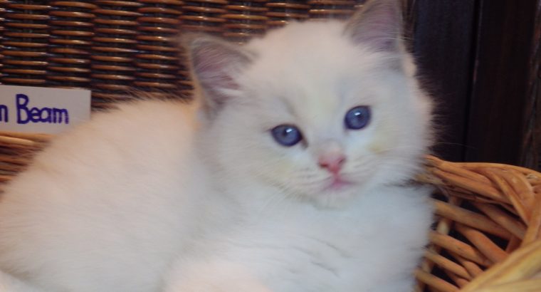 +++Jim-Beam+++ Ragdoll cica!
