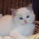 +++Jim-Beam+++ Ragdoll cica!