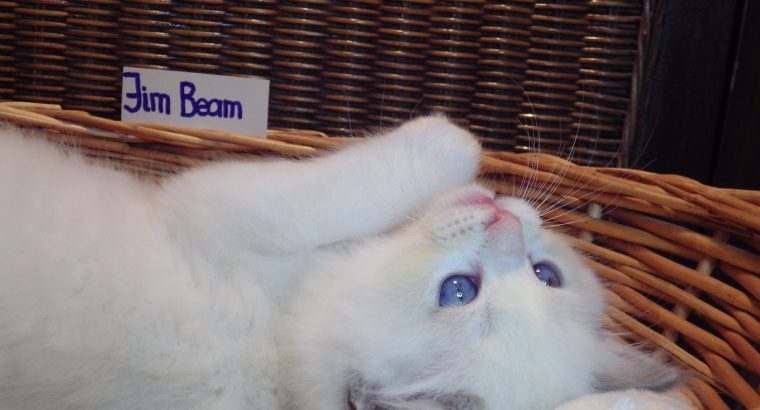 +++Jim-Beam+++ Ragdoll cica!