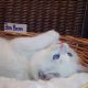 +++Jim-Beam+++ Ragdoll cica!